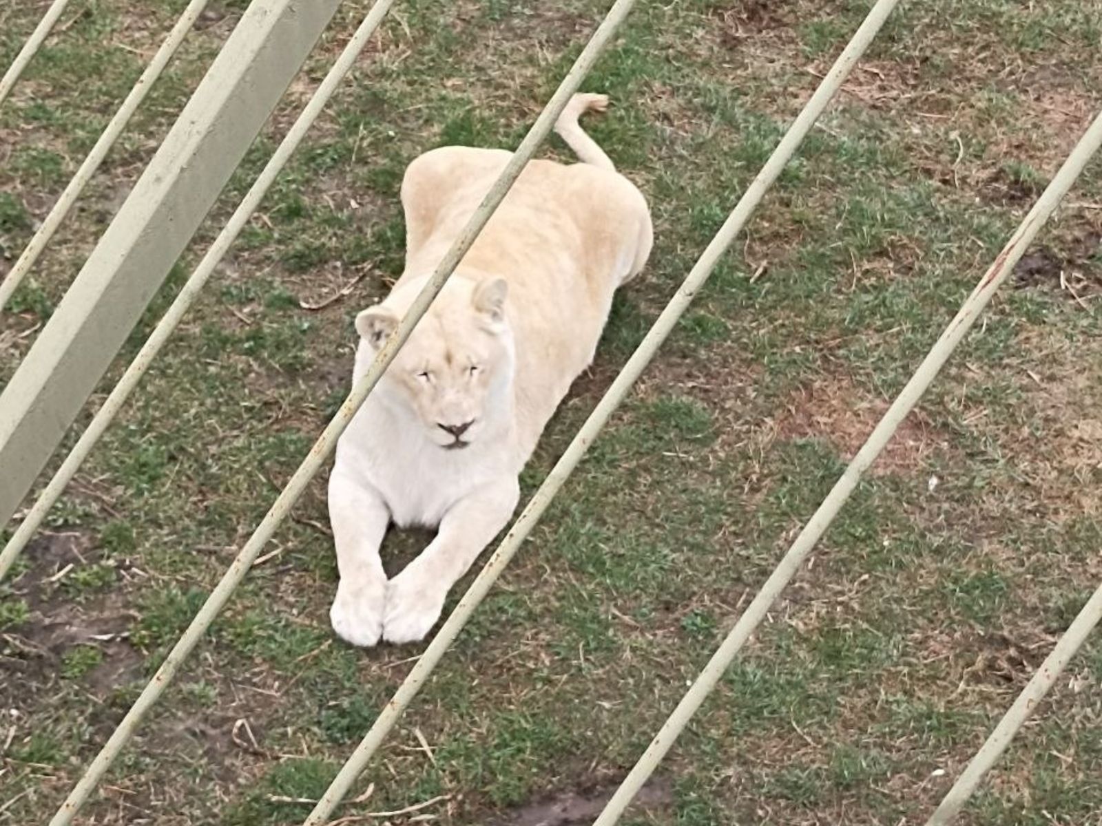 Львица-альбинос