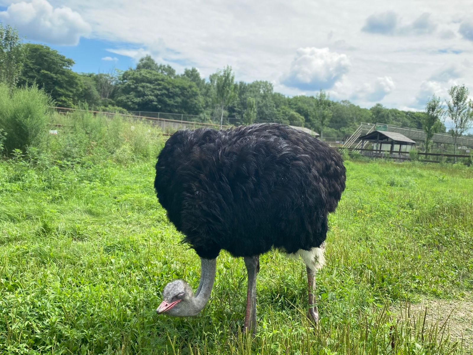 Житель парка