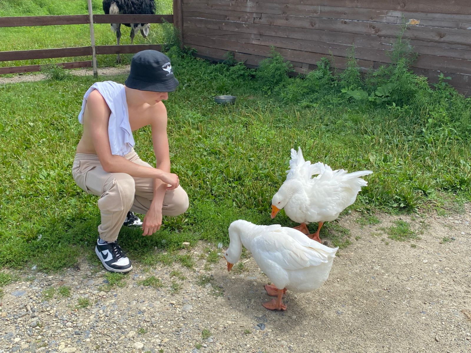 Общительные гуси