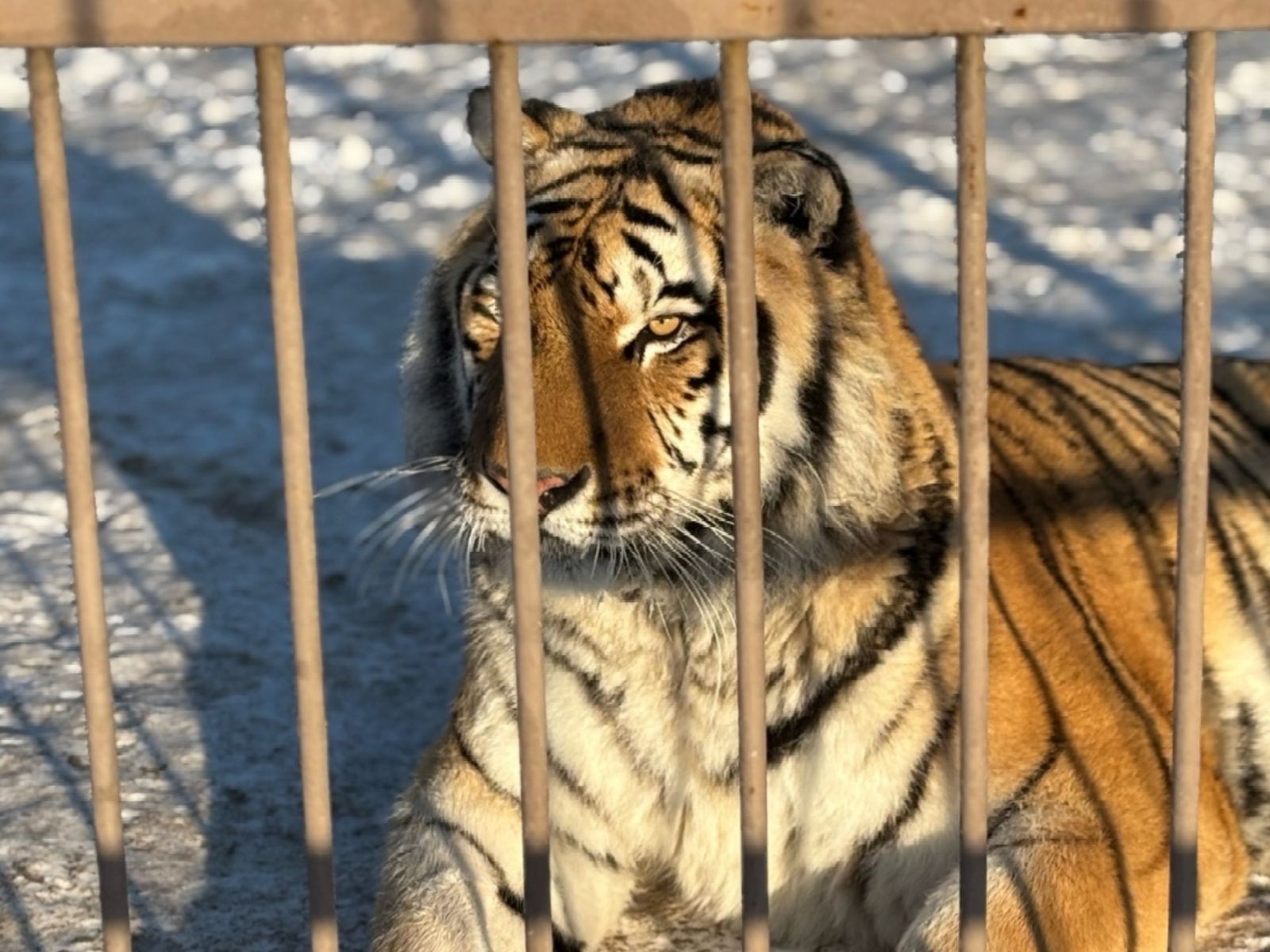 Тигр зимой