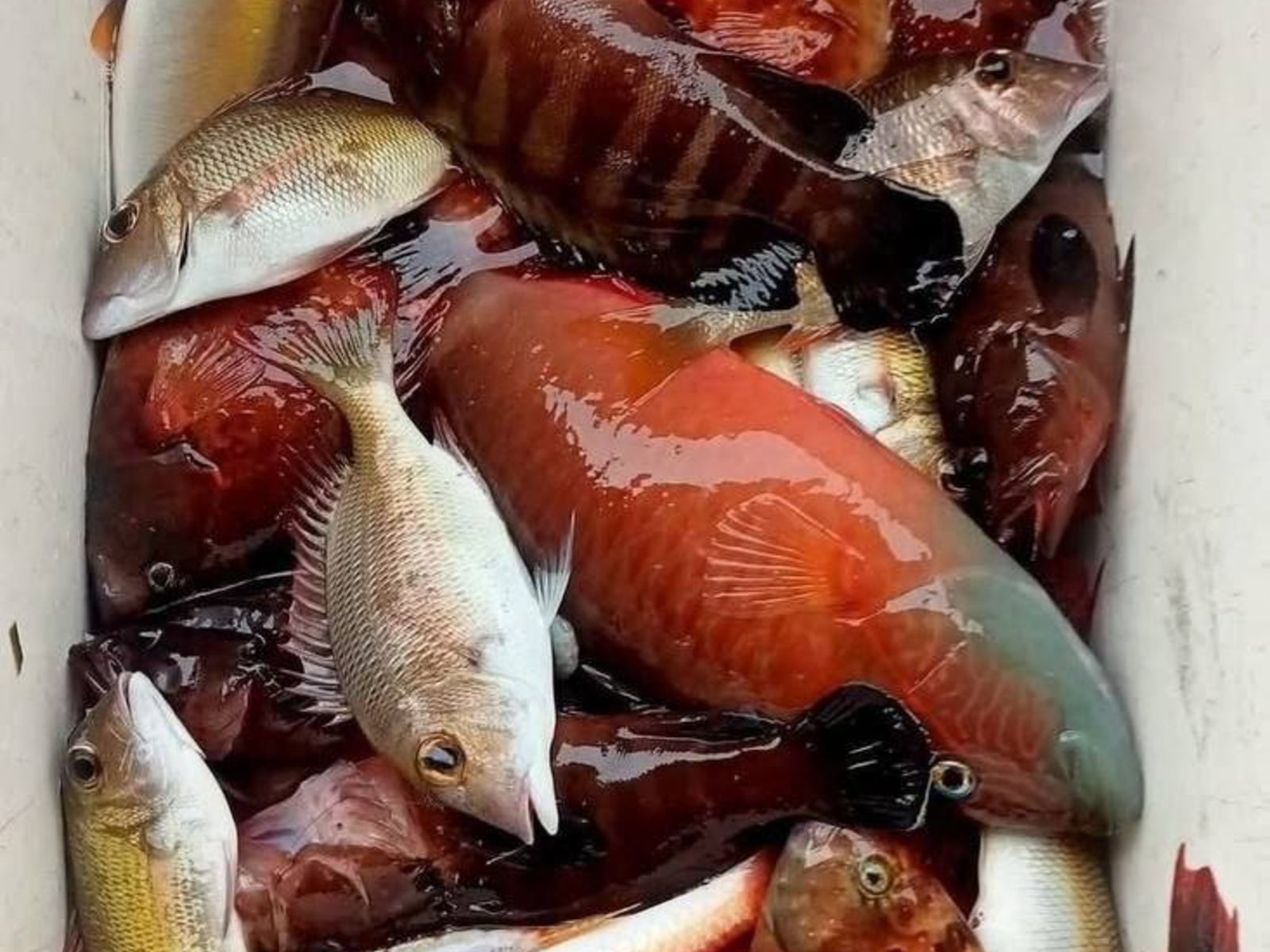 Рыбалка Нячанг