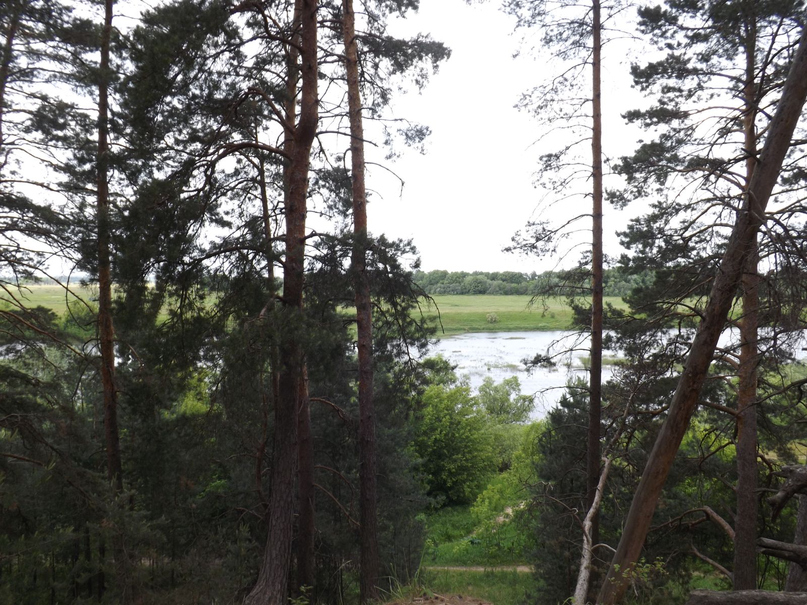 Сосновый лес в Солотче