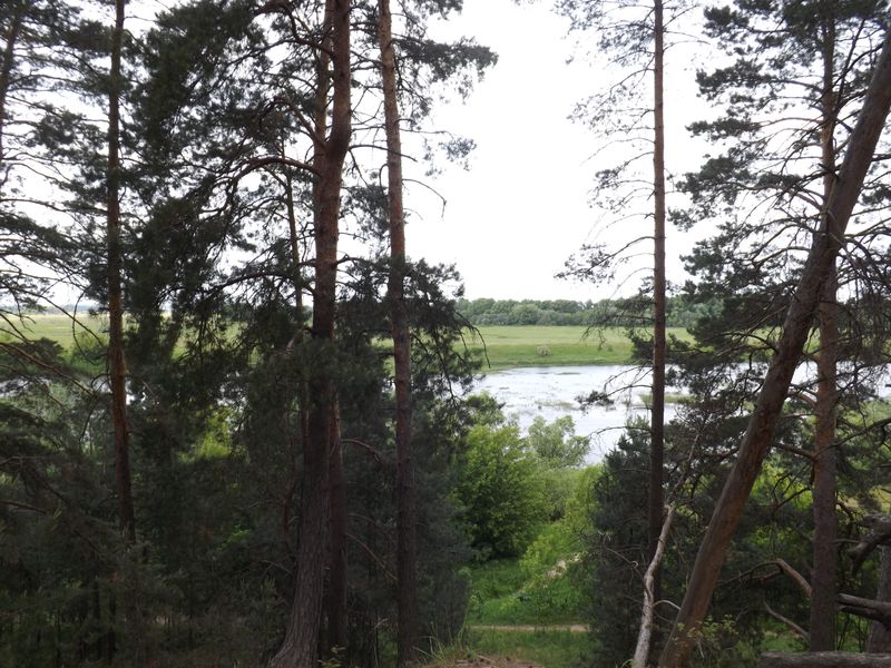 Сосновый лес в Солотче