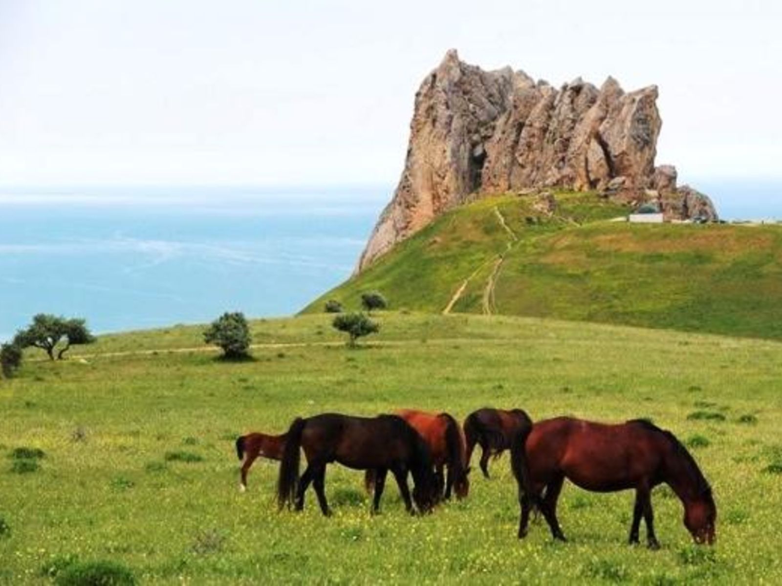 Бешбармаг и кони