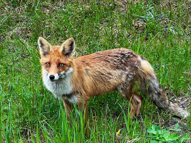 Групповая экскурсия: Куршская коса с дегустацией рыбы с пенным — фото 3