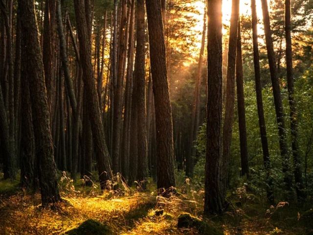 Групповая обзорная экскурсия "Куршская коса с земли и с воды" — фото 3