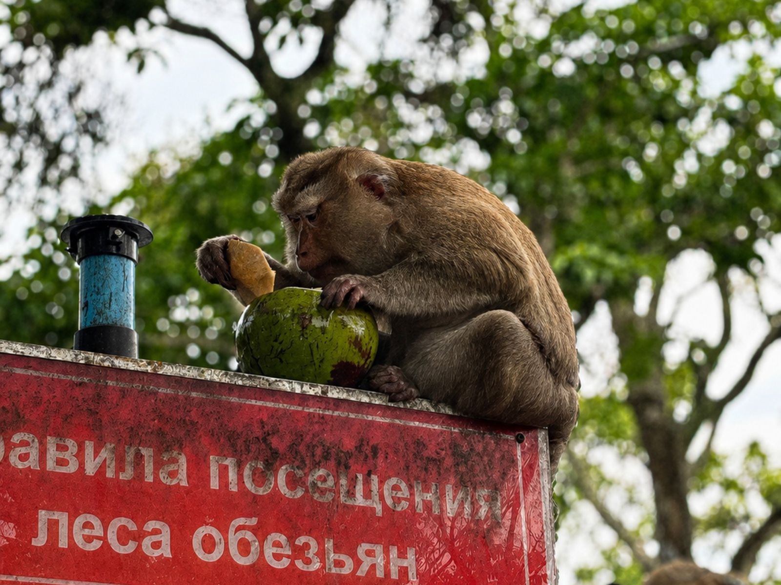 Обезьяна