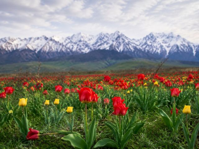 Обзорная экскурсия из Бишкека в Чункурчак — заповедник тюльпана — фото 2