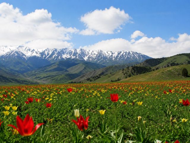 Обзорная экскурсия из Бишкека в Чункурчак — заповедник тюльпана — фото 3