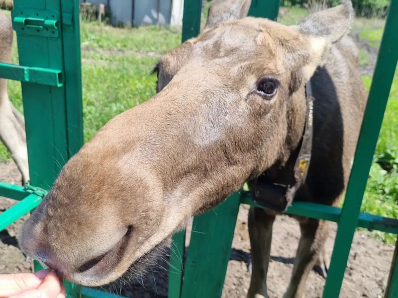 Групповая экскурсия из Костромы на лосеферму: в гости к гигантам - групповая экскурсия в Костроме на автобусе длительностью 3 часа с количеством участников более 20 человек цена экскурсии 2300₽