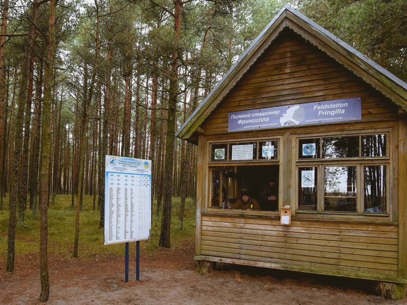 Станция "Фрингилла"