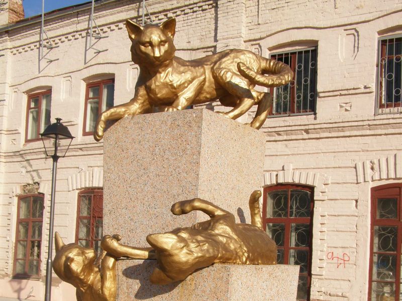 Коты