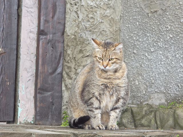 Индивидуальная экскурсия по Алупке — городу красоты и уюта — фото 2