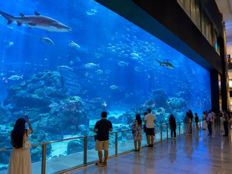 Индивидуальная экскурсия в Океанариум Dubai Mall в Дубае - индивидуальная экскурсия в Дубае на машине гида длительностью 3 часа с количеством участников до 4 человек со скидкой 25% еще 45 часов цена экскурсии 240$