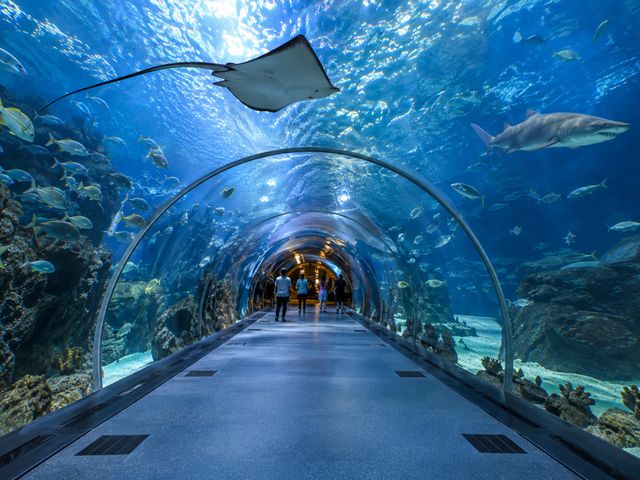Индивидуальная экскурсия в Океанариум Dubai Mall в Дубае — фото 2